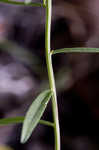 Narrowleaf whitetop aster